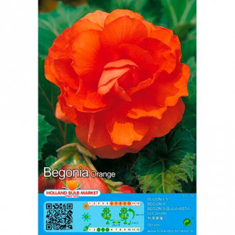 Begonia Double Orange interface.image 14