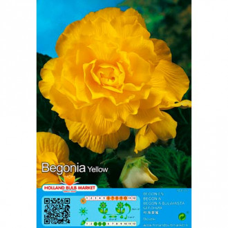 Begonia Double Yellow interface.image 16