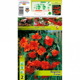 Begonie Pendula Orange imagine 2
