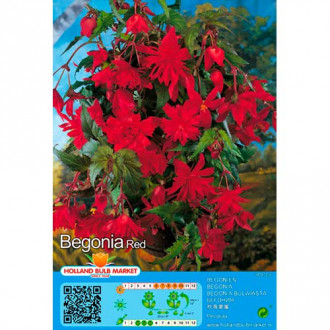 Begonie Pendula Red imagine 1