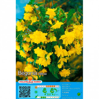 Begonie Pendula Yellow imagine 3