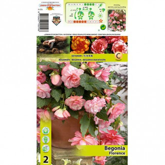 Begonia Picotee Cascade Florence interface.image 8