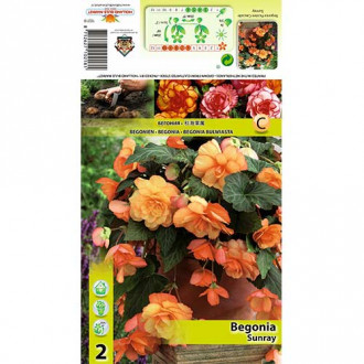 Begonia Picotee Cascade Sunray interface.image 15