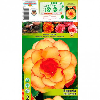 Begonia Picotee żółto-czerwona interface.image 10