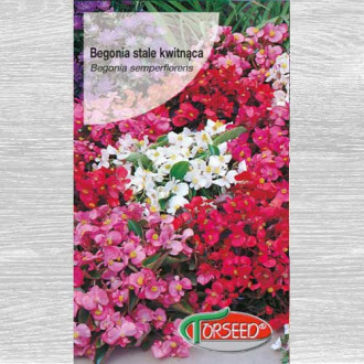 Begonia stale kwitnąca biała interface.image 3