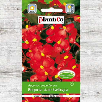 Begonia stale kwitnąca, intensywnie czerwona interface.image 6