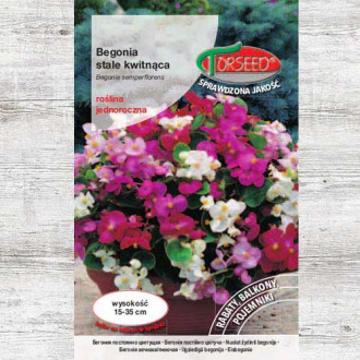 Begonia stale kwitnąca, jasnoamarantowa interface.image 12