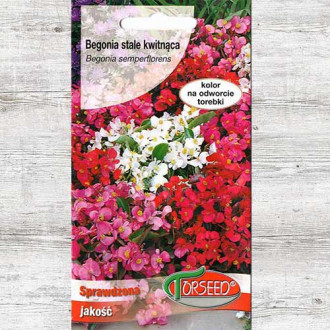 Begonia stale kwitnąca karminowo-szkarłatna interface.image 5
