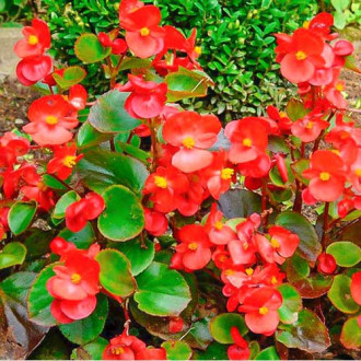 Begonia stale kwitnąca niska Kolia F1 czerwona Legutko interface.image 12