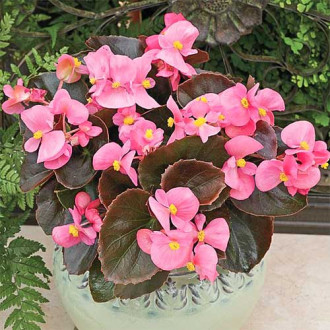 Begonia stale kwitnąca niska Kolia F1 różowa Legutko interface.image 13
