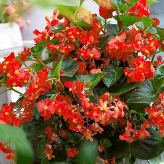 Begonia stale kwitnąca niska Prima F1 cynobrowa Legutko interface.image 2