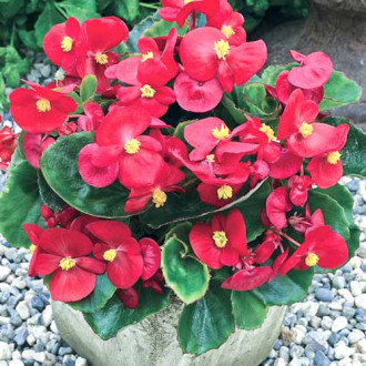 Begonia stale kwitnąca niska Prima F1, czerwona interface.image 9