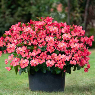 Begonia stale kwitnąca niska Vera F1 czerwona Legutko interface.image 5