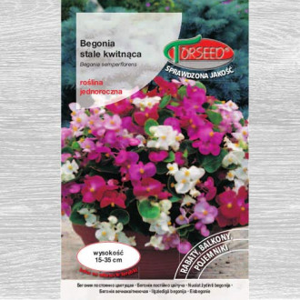 Begonia stale kwitnąca różowa czerwonolistna interface.image 1