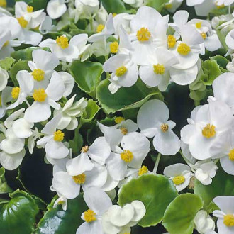 Begonia stale kwitnąca średnio wysoka Gloria F1 biała Legutko interface.image 18