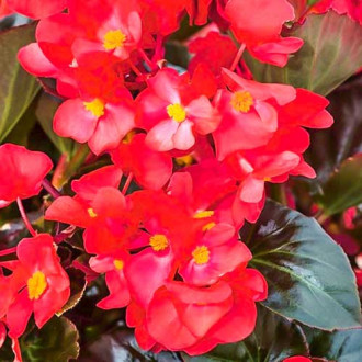 Begonia stale kwitnąca średnio wysoka Gloria F1 cynobrowa interface.image 8