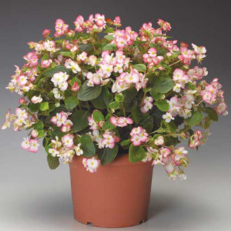 Begonia stale kwitnąca średnio wysoka Gloria F1 dwubarwna interface.image 10