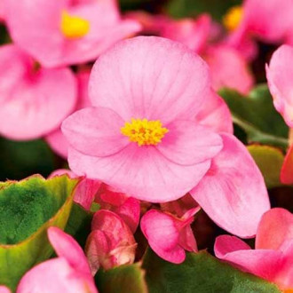 Begonia stale kwitnąca średnio wysoka Gloria F1 różowa Legutko interface.image 10
