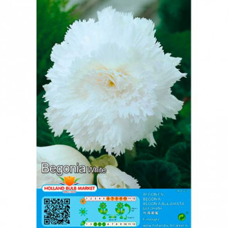Begonia Fimbriata White interface.image 12