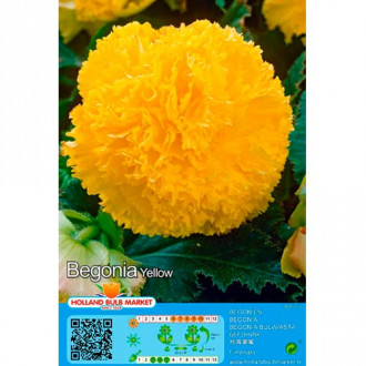Begonia Fimbriata Yellow interface.image 14