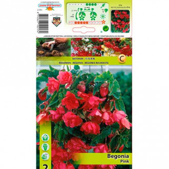 Begonia Pendula Pink interface.image 18