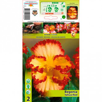 Begonie (Crispa Marginata) Yellow/Red imagine 5