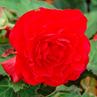 Begonie cu flori mari Smolicka bordo imagine 15