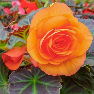 Begonie cu flori mari Smolicka portocalie imagine 15