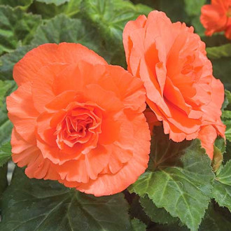 Begonie cu flori mari Smolicka somon imagine 16