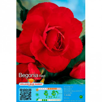 Begonie Double Red imagine 13