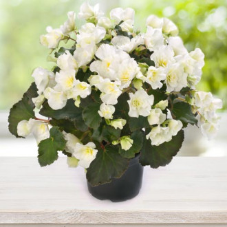 Begonie Gloria F1 albă imagine 13