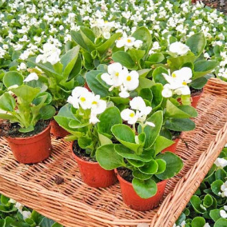 Begonie Kolia F1 albă Legutko imagine 16