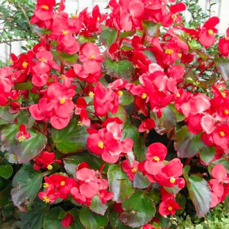 Begonie Kolia F1 bordo Legutko imagine 17