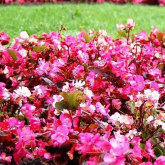 Begonie Kolia F1, mix multicolor imagine 1