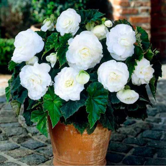 Begonie Pendula F1, albă imagine 1