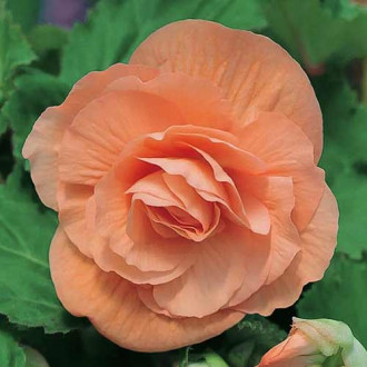 Begonie Pendula F1 somon imagine 4