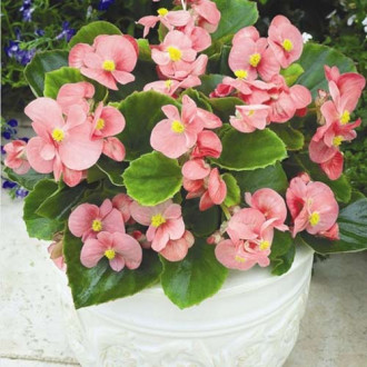 Begonie Prima F1, roz imagine 5