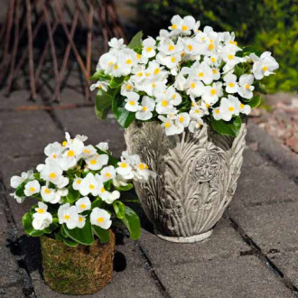 Begonie Vera F1 albă Legutko imagine 16