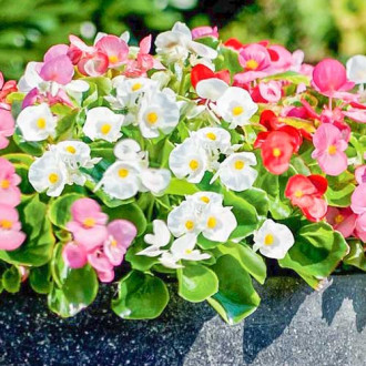 Begonie Vera F1 bicoloră Legutko imagine 2