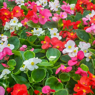 Begonie Vera F1, mix multicolor imagine 14