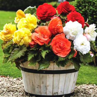 Бегония Double Mixed изображение 1