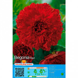 Бегония Fimbriata Red изображение 2