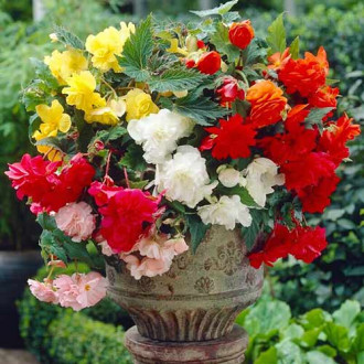 Бегония Pendula Zmes изображение 1