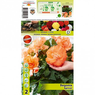 Бегония Ruffled Apricot изображение 6