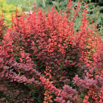 Берберис Atropurpurea изображение 1
