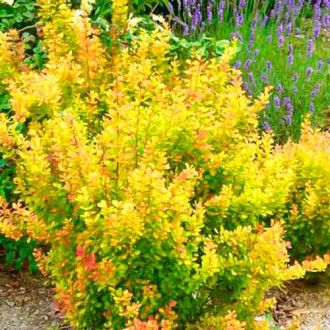 Берберис Orange Torch изображение 5