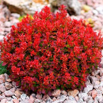 Berberys pośredni Red Jewel interface.image 4