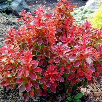 Berberys Thunberga Coronita interface.image 18