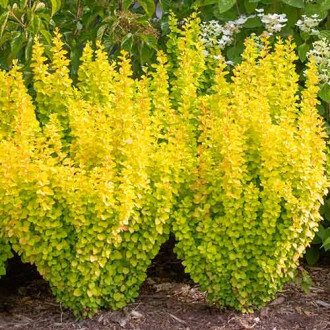 Berberys Thunberga Golden Dream interface.image 4