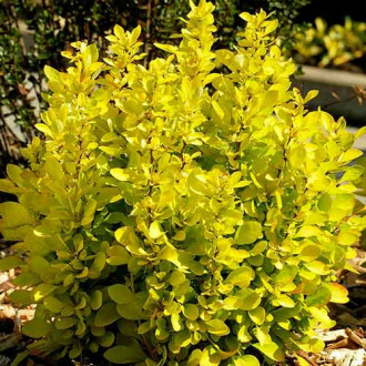 Berberys Thunberga Golden Horizon interface.image 5